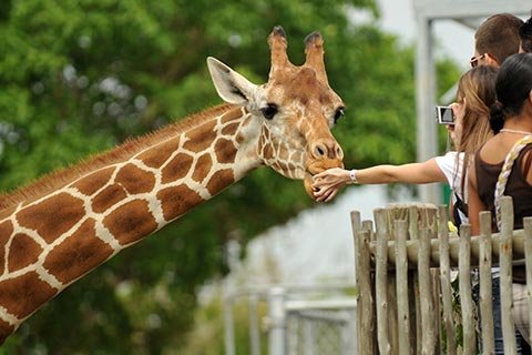 Besuchen Sie den Leipziger Zoo auf Ihrer Kurzreise mit Animod