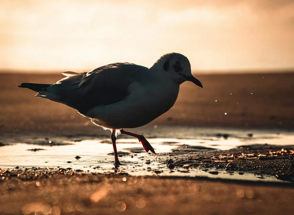 Möwe am Strand im Binz-Kurzurlaub