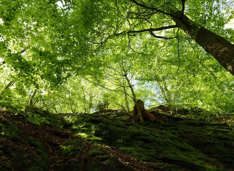Die Drachenschlucht im Eisenach-Kurzurlaub erkunden