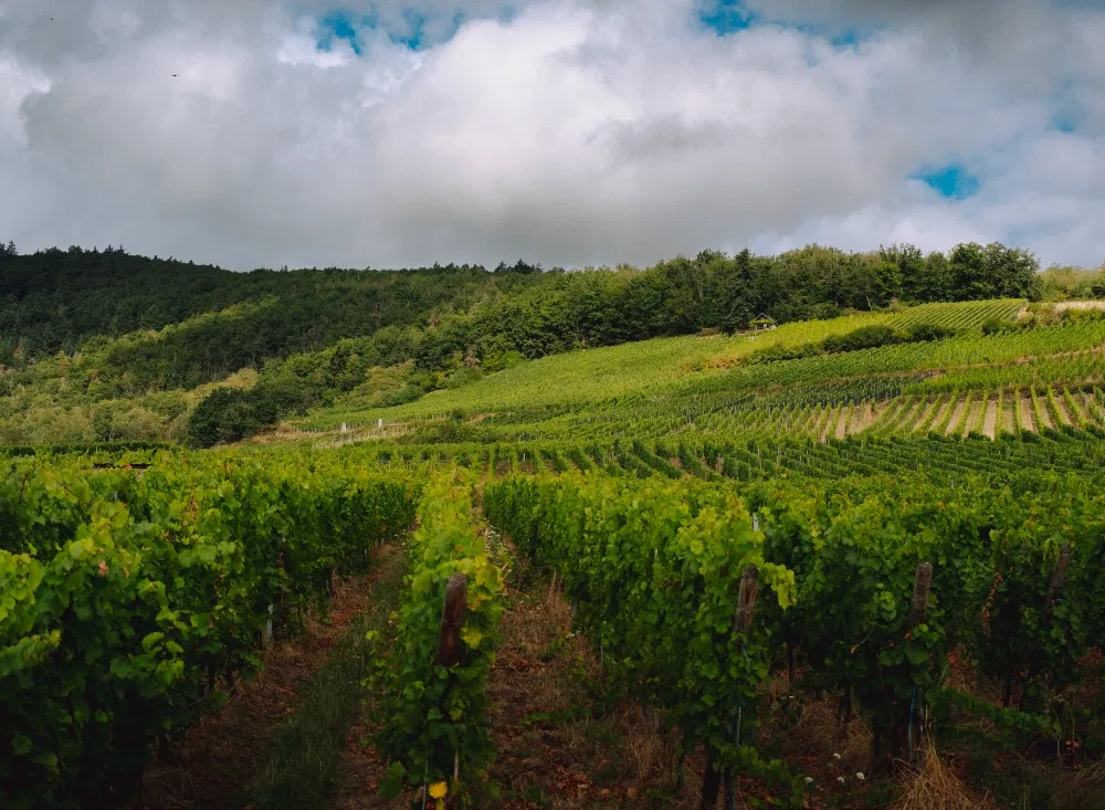 Weinberge im Elsass-Kurzurlaub