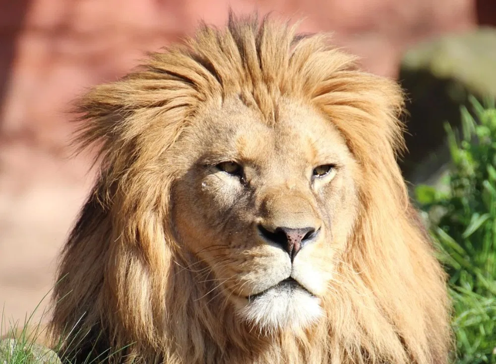 Den Zoo in Hannover im Kurzurlaub entdecken