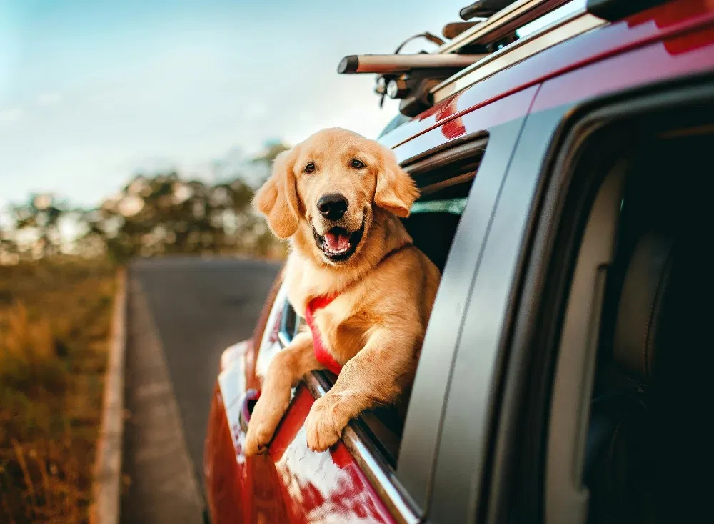 Kurzurlaub mit Hund an Bord
