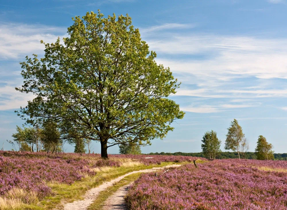 Die wunderbare Natur der Lüneburger Heide lädt zum Entspannen und Erholen ein