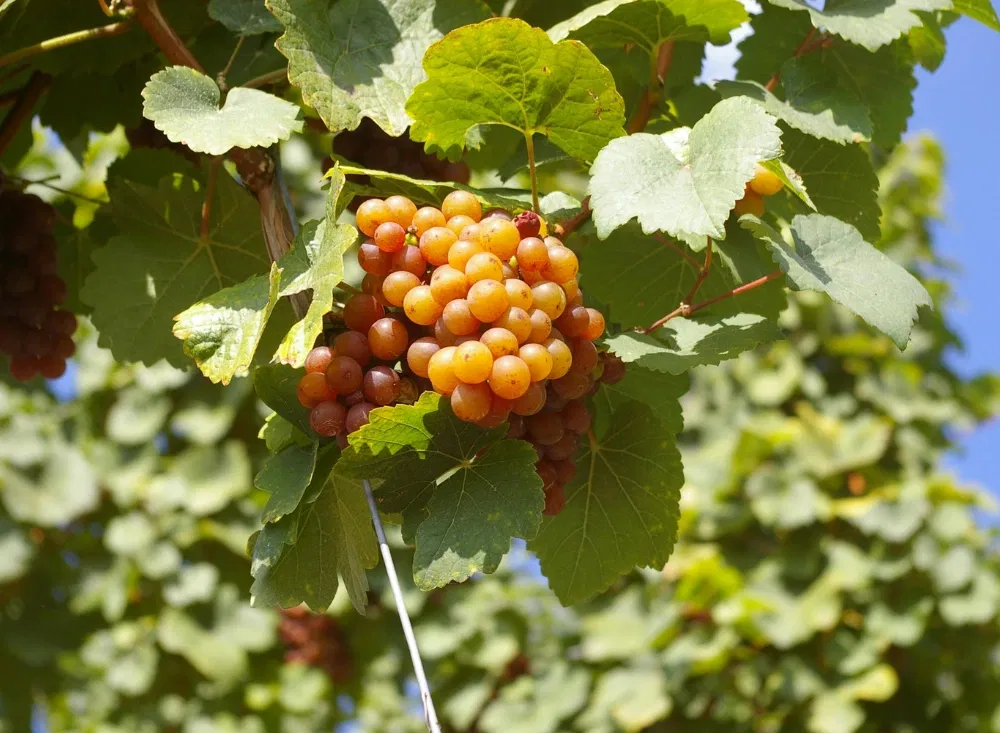 Kurzurlaub NRW: Weinberge im Rheinland