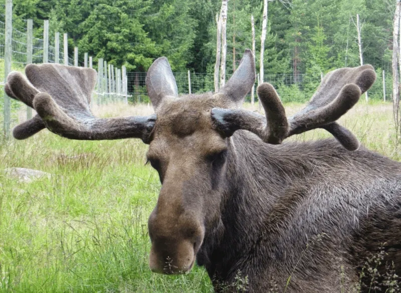 Ein Elch im Schweden-Kurzurlaub