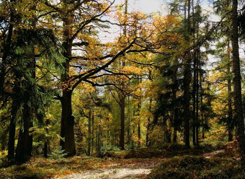Wald im Tschechien-Kurzurlaub