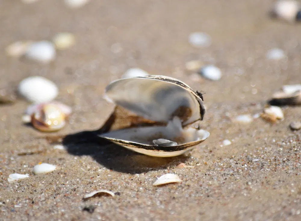 Strandschätze im Usedom-Kurzurlaub