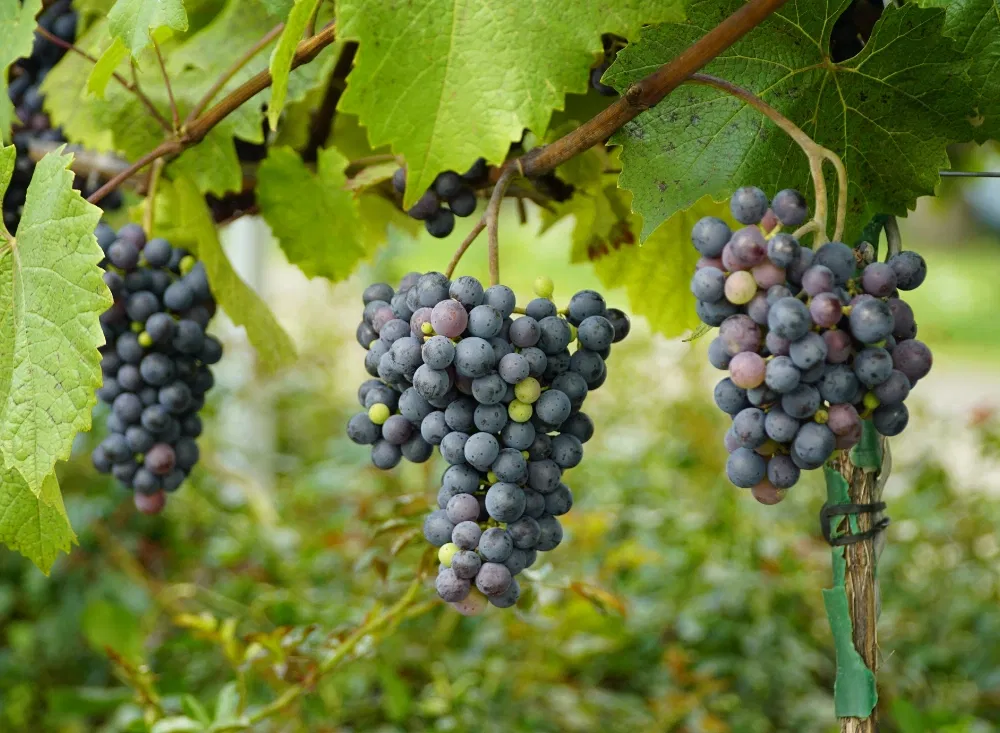 Im Würzburg-Kurzurlaub durch die Weinanbaugebiete Frankens
