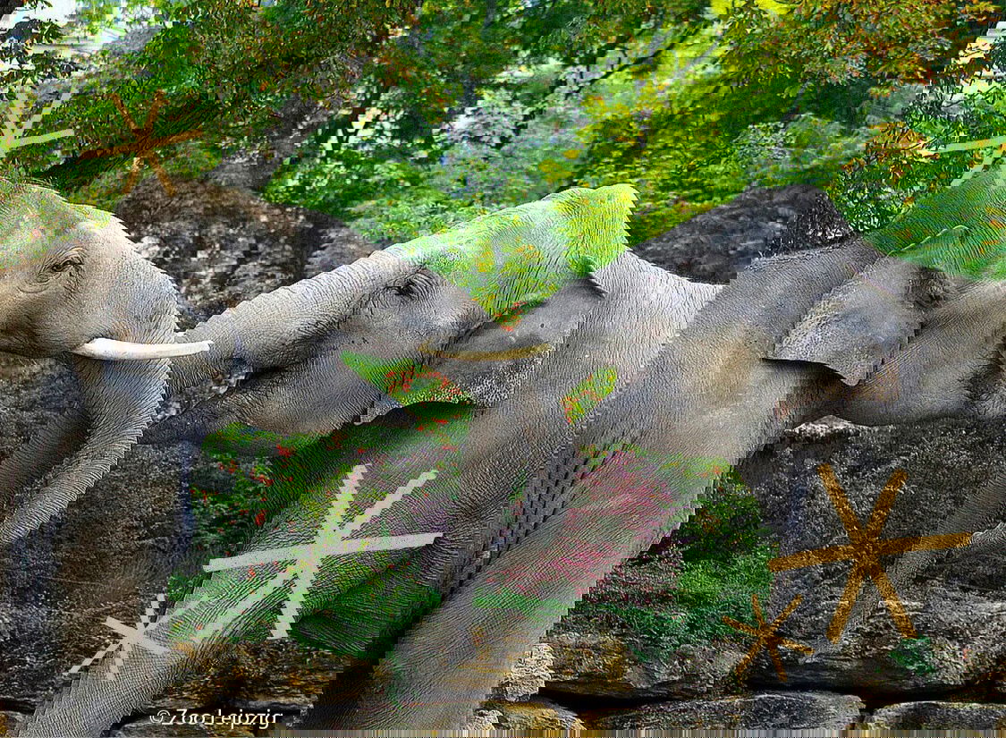 Entdecken Sie Leipzig im Atlanta Hotel inkl. Leipziger Zoo   