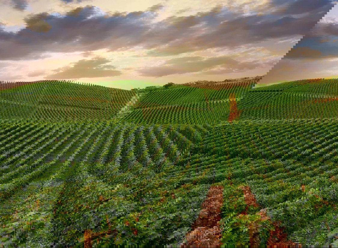 Kunsthotel in der Pfalz - 4* Komfort an der Deutschen Weinstraße mit Wellness