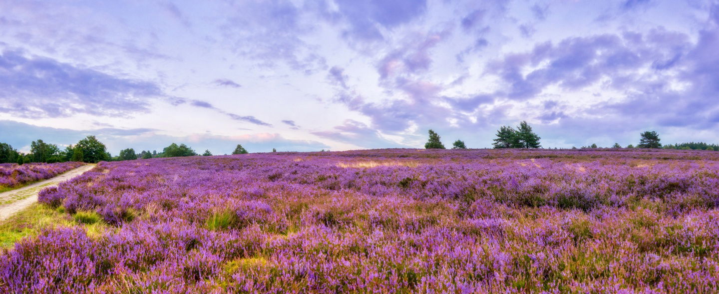 Die traumhafte Lüneburger Heide entdecken und entspannen
