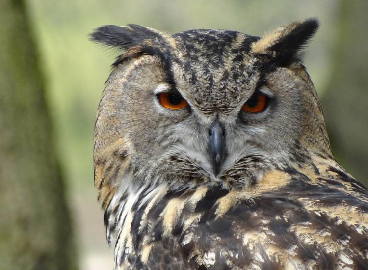Tierwelt im Harz