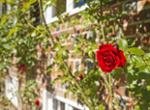 Romantik Hotel Gutshaus Ludorf Details Rose