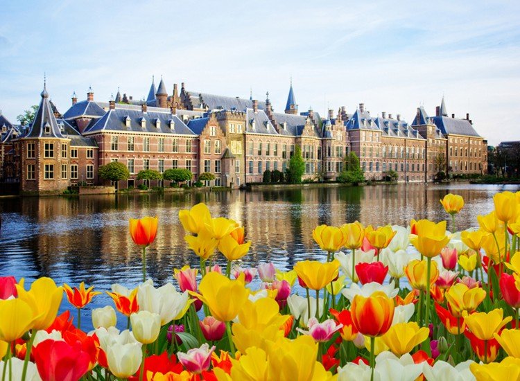 Den Haag Stadt Tulpen