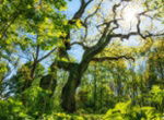 kurzurlaub thueringen nationalpark hainich