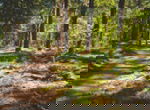 EuroParcs De Utechtse Heuvelrugbb