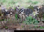 Severin Travel Safari Camp