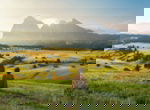 shutterstock