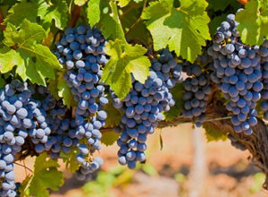 residenz u hotel limburgerhof   Weinanbau