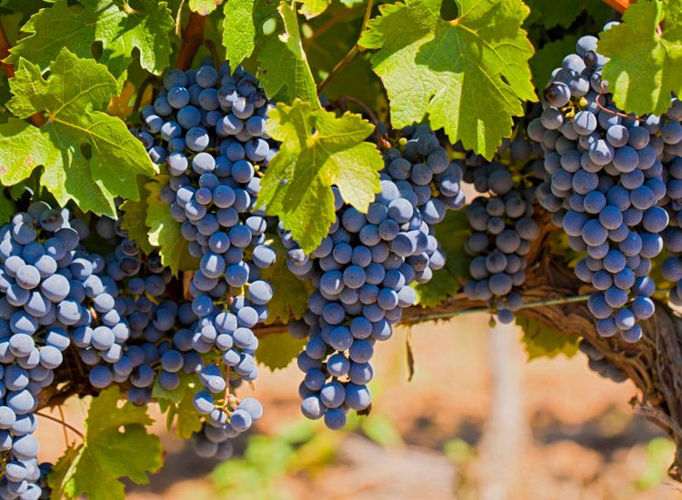 residenz u hotel limburgerhof Weinanbau