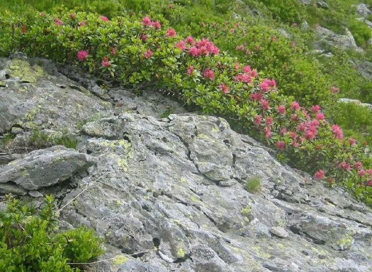 Schatzberg Haus Auffach