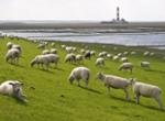 Biohotel Miramar Toenning Schafe und Meer